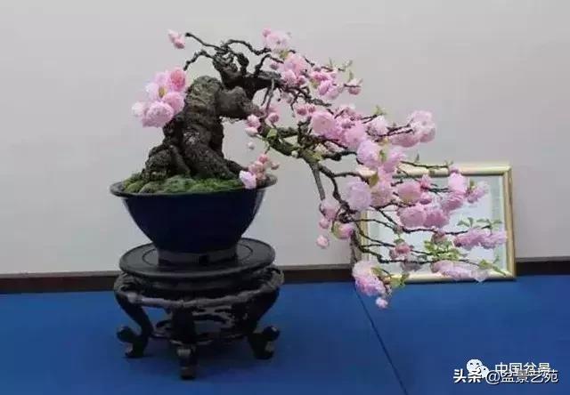 赏梅花十首最好的诗,最经典的梅花十绝