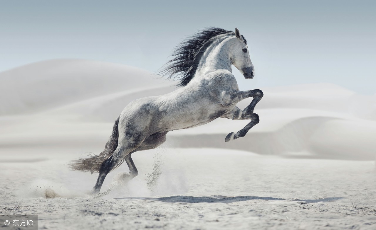 十二生肖的今日运势和运程排名,十二生肖的运势明日运程