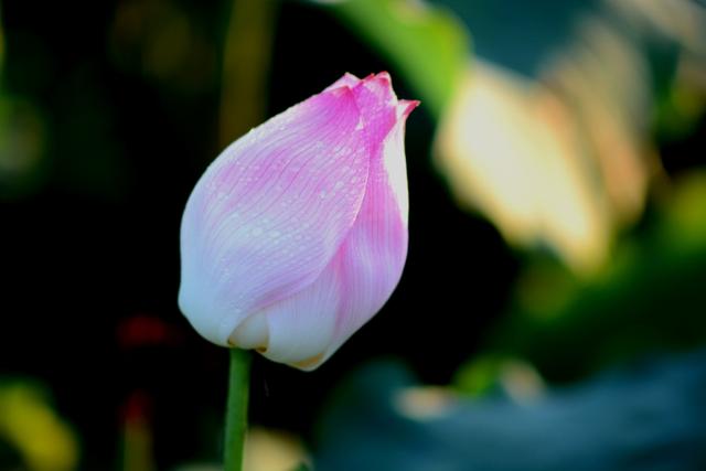 最美的荷花诗句,一起赏荷花的诗词歌赋