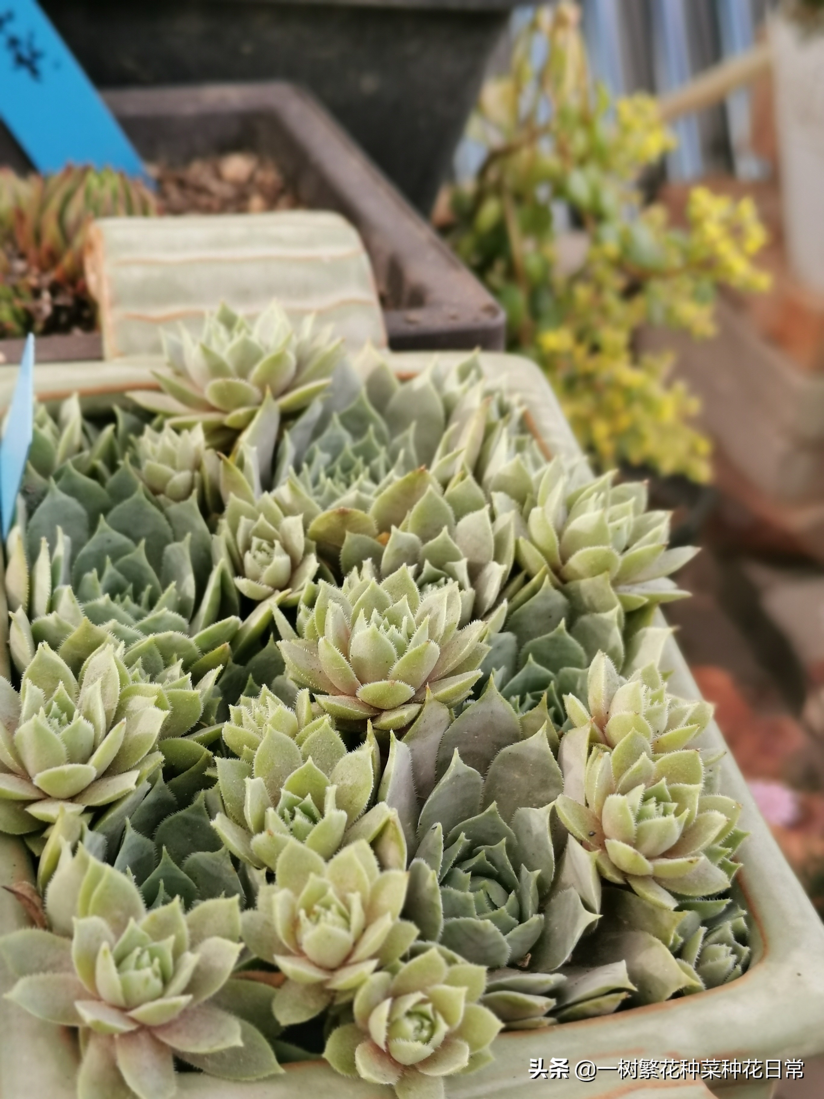 为了家人健康该怎么做,家养花卉如何防治病虫害小妙招