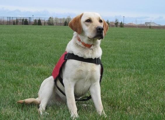 拉布拉多犬怎么养最佳,拉布拉多犬好养吗怎么才能听话