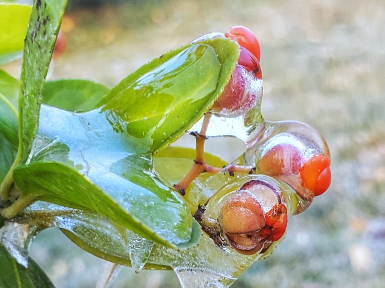 冰封女贞子：琥珀凝固的美，刹那还是永恒