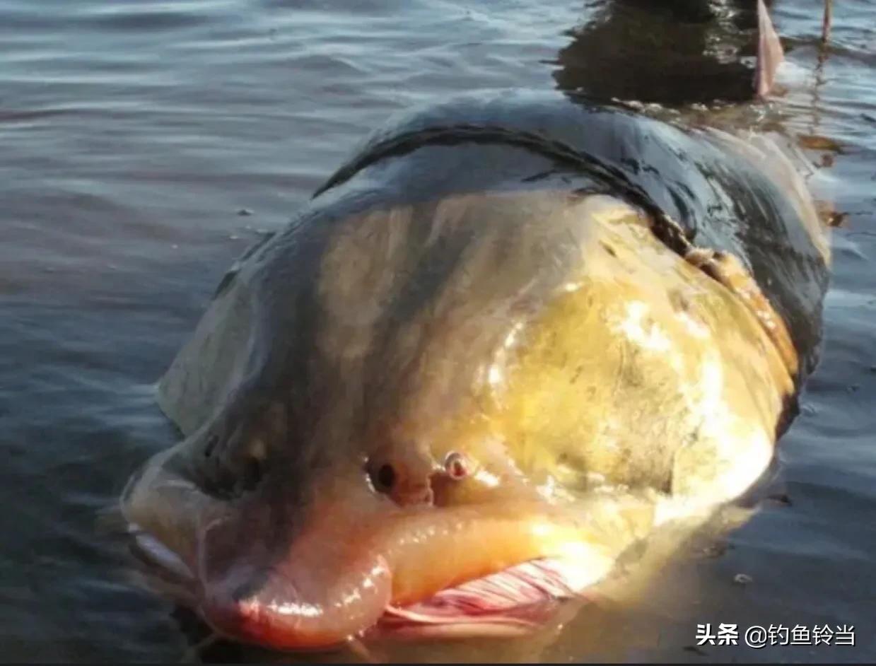 黑龙江的达氏鳇鱼,达氏鳇鱼为什么那么便宜