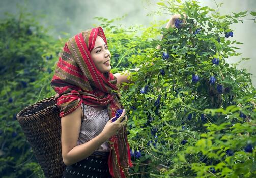 种植好项目推荐,种植药材创业项目推荐