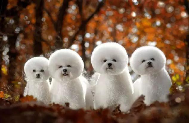 45种狗狗,45种狗类