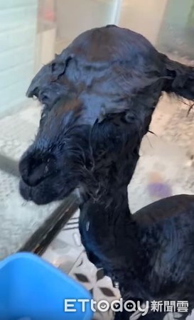 “毛澎羊驼”撞脸羊肉炉！洗澡崩坏片笑翻网：原来本尊这么瘦