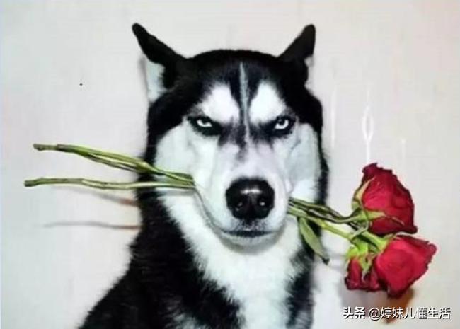 容易被抛弃的狗,哈士奇是最难养的狗吗