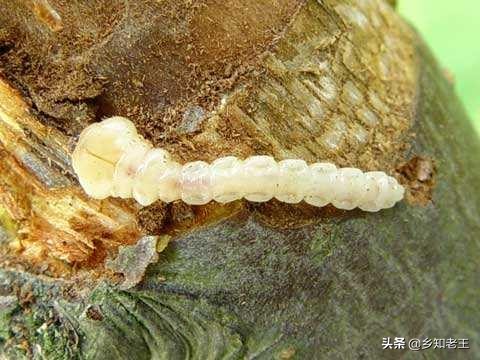 果园常见虫害防治,果树内的害虫如何治