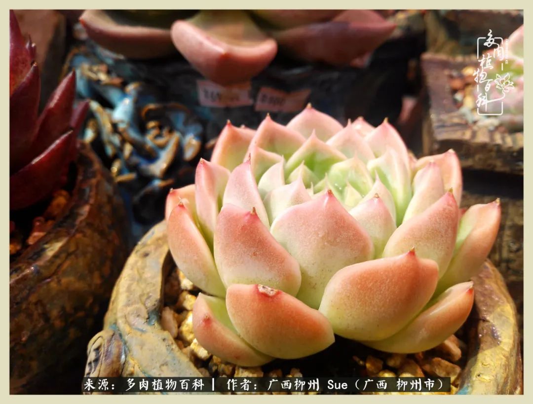 艳阳高照凉爽贵州，我要勤快地捕捉美好！（二）