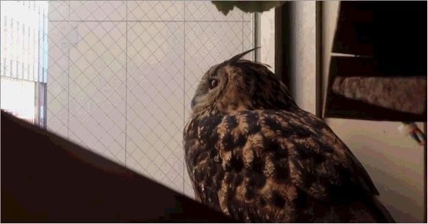 不期而遇：同猫头鹰的短暂邂逅，让我彻底爱上了这个小家伙