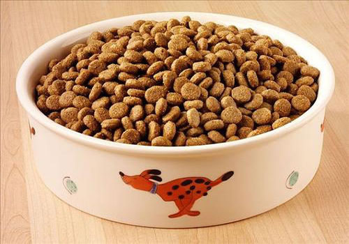 狗狗喘还吐怎么办,养宠知识狗狗发现呕吐怎么办