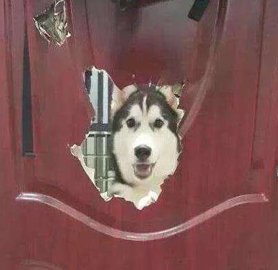 哈士奇拆家的能力到底有多强,二哈拆家和哈士奇拆家谁更厉害