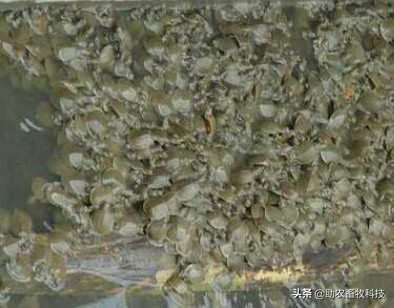 养殖专用益生菌的作用和功效,水产养殖中益生菌联合使用的例子