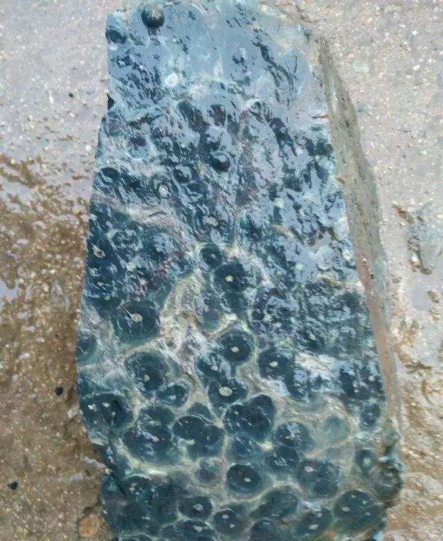 二十一亿年前蓝藻化石,寒武纪蓝藻化石