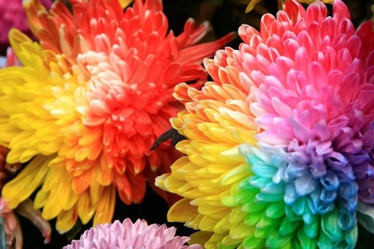 花中四君子菊花,花中四君子菊花的简介