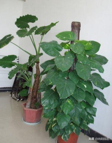 自制绿萝柱生长过程,小绿萝做绿萝柱得多久