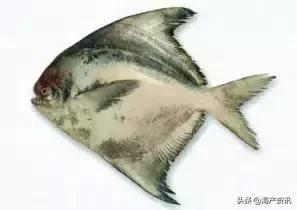 科普海洋鱼类知识儿童,海洋鱼类科普大全图解