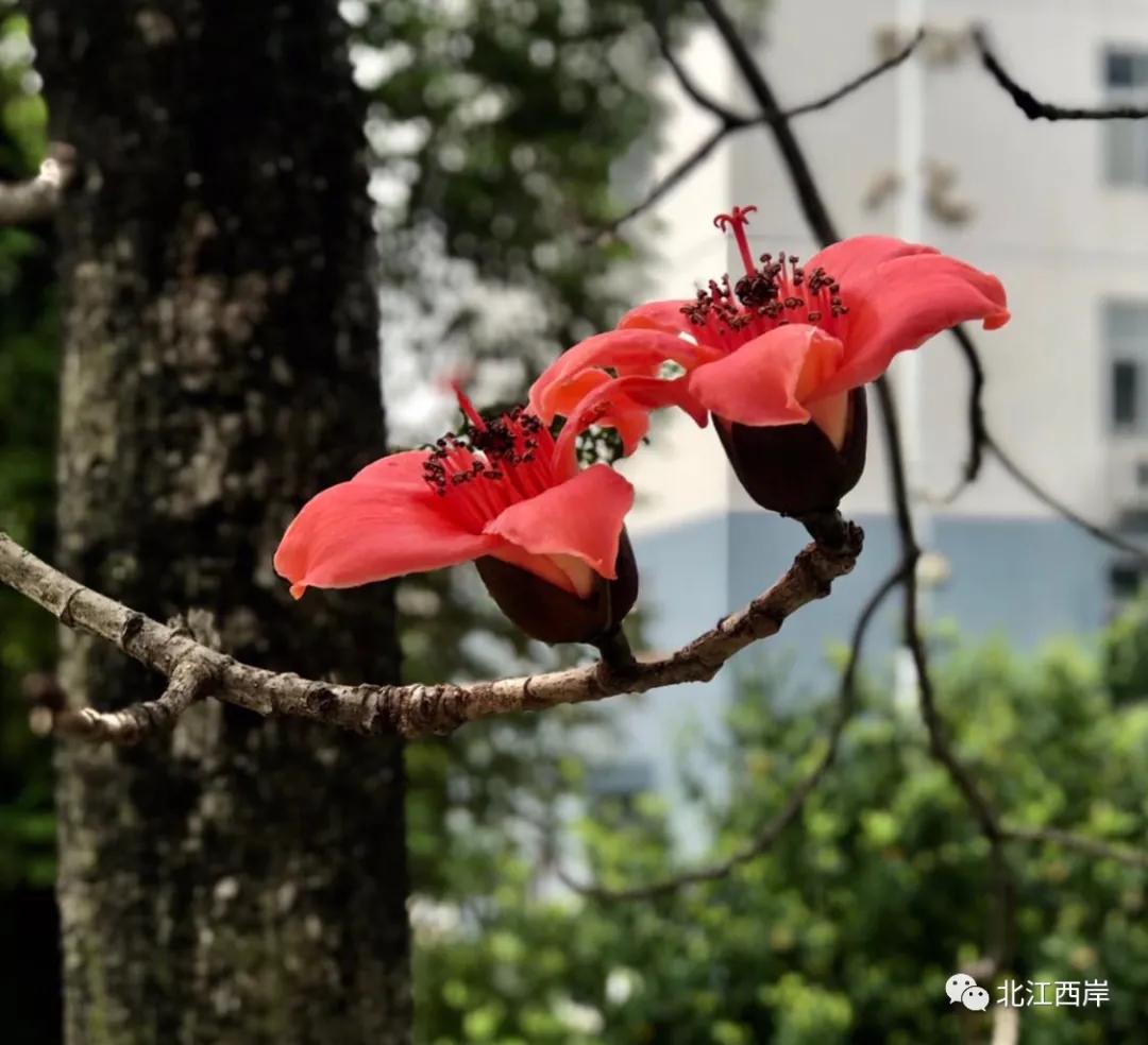 面朝大海春暖花开原诗,面朝大海春暖花开歌曲