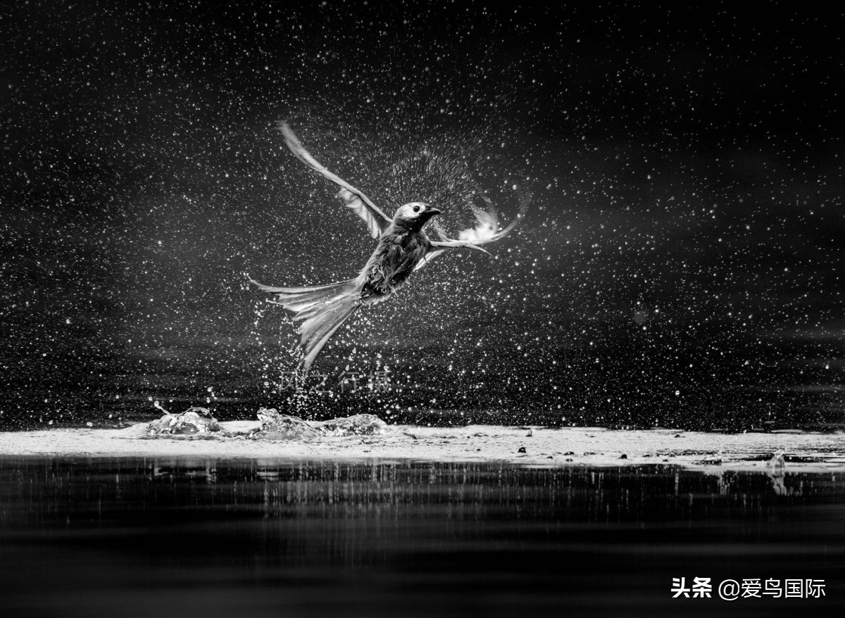 2020观鸟,观鸟大年影片