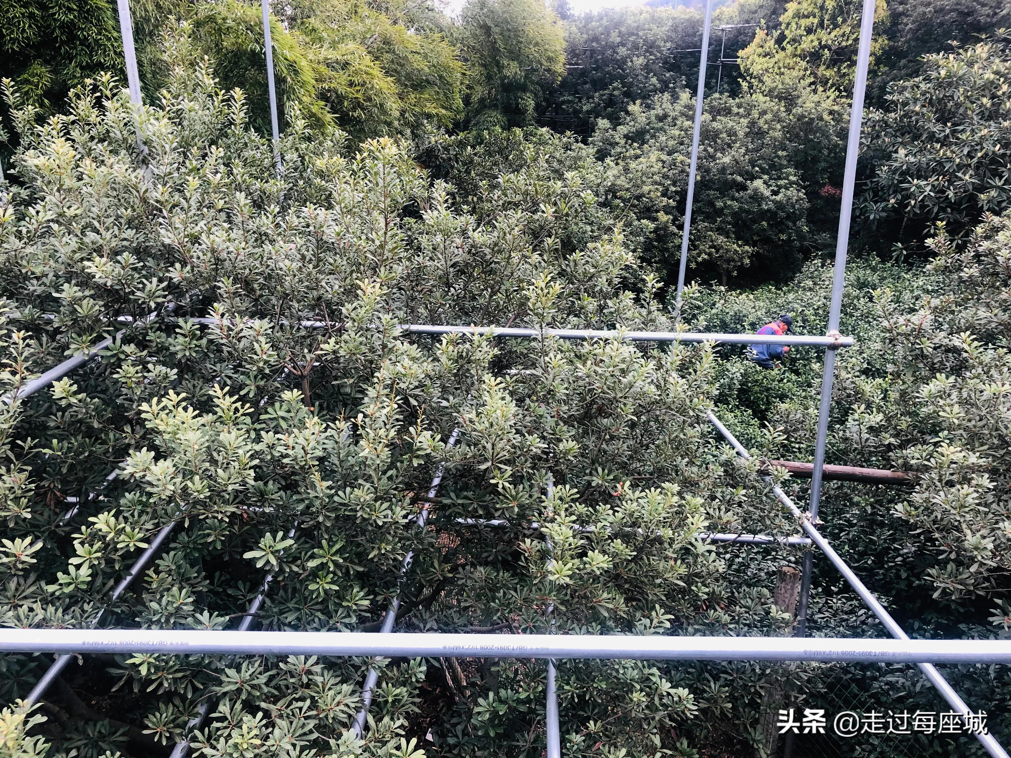 苏州小众却很棒的原生态的古镇,苏州必去的古村