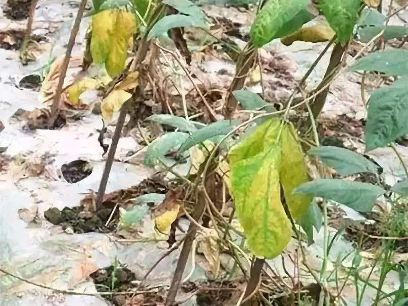 豆角的病虫害防治全过程,现在豆角要防治什么虫