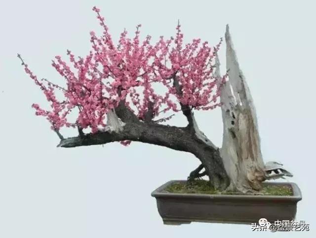 赏梅花十首最好的诗,最经典的梅花十绝