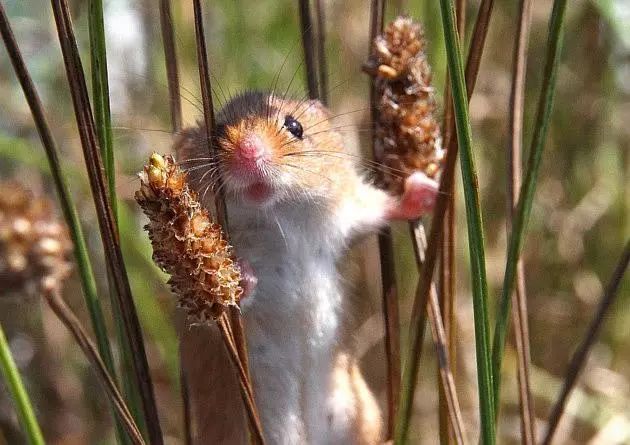 无比震撼的十部动物纪录片,15部81集顶级的自然动物纪录片