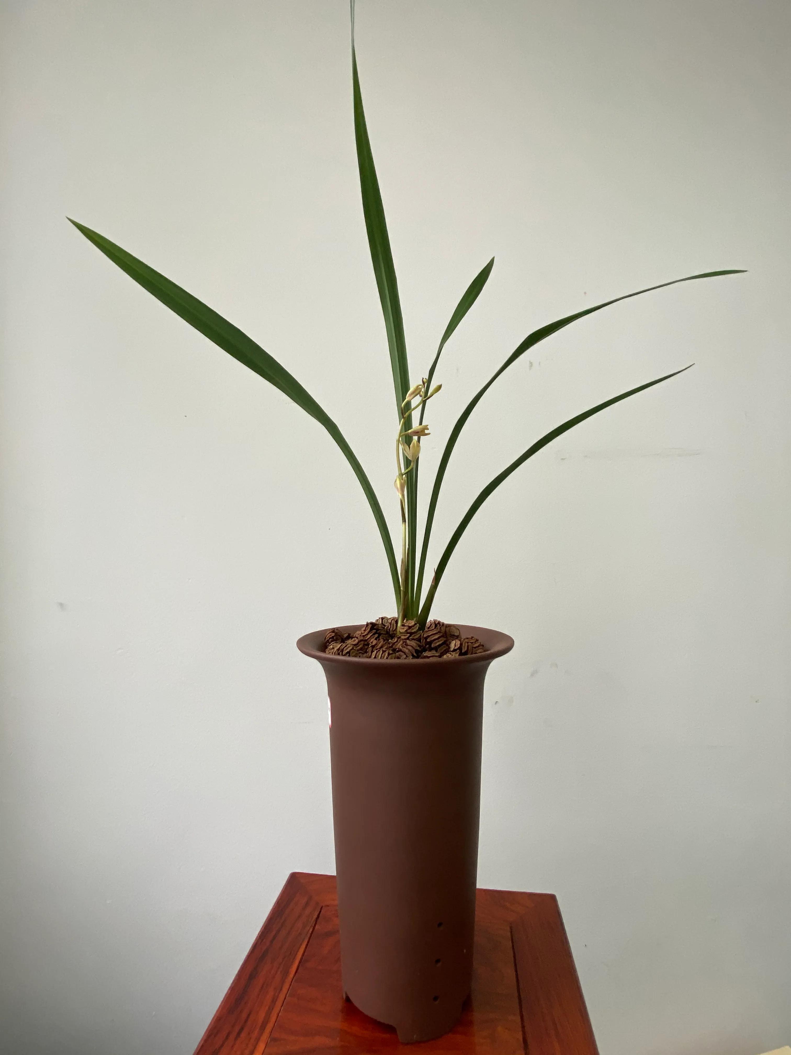 国画写意兰花作品图片欣赏,国画兰花欣赏精品