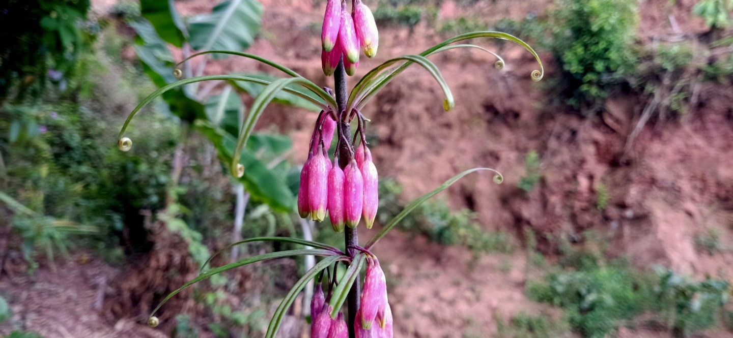 野生长在山上白芨图片,野生白芨允许挖吗