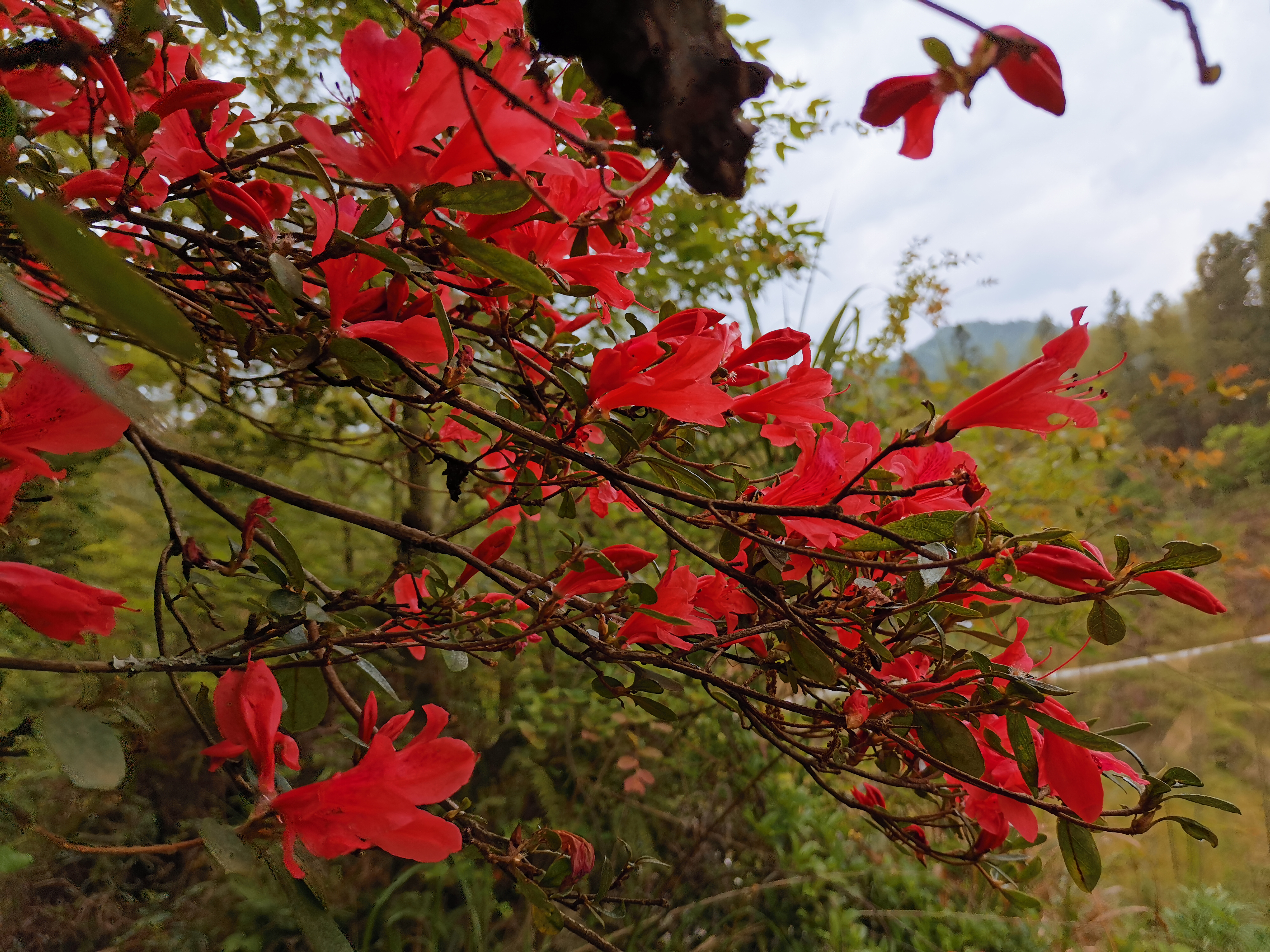 深山野生杜鹃花,中国最好的野生杜鹃花