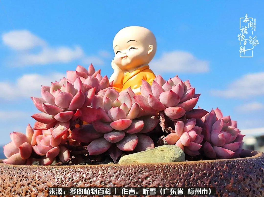 爱上多肉精致生活,爱上多肉我们的减压法宝