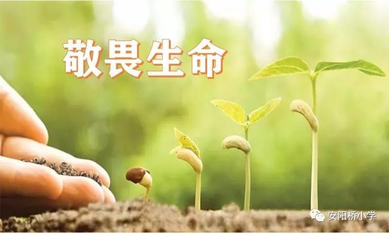 安阳桥小学：佳句越古今，往飞娃娃家