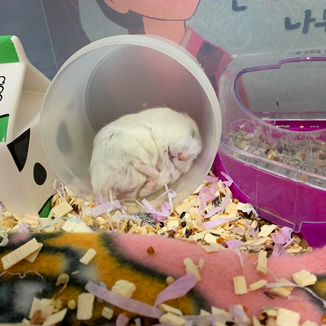 怎么让母仓鼠和公仓鼠和谐相处,母仓鼠没有公仓鼠可以繁衍吗