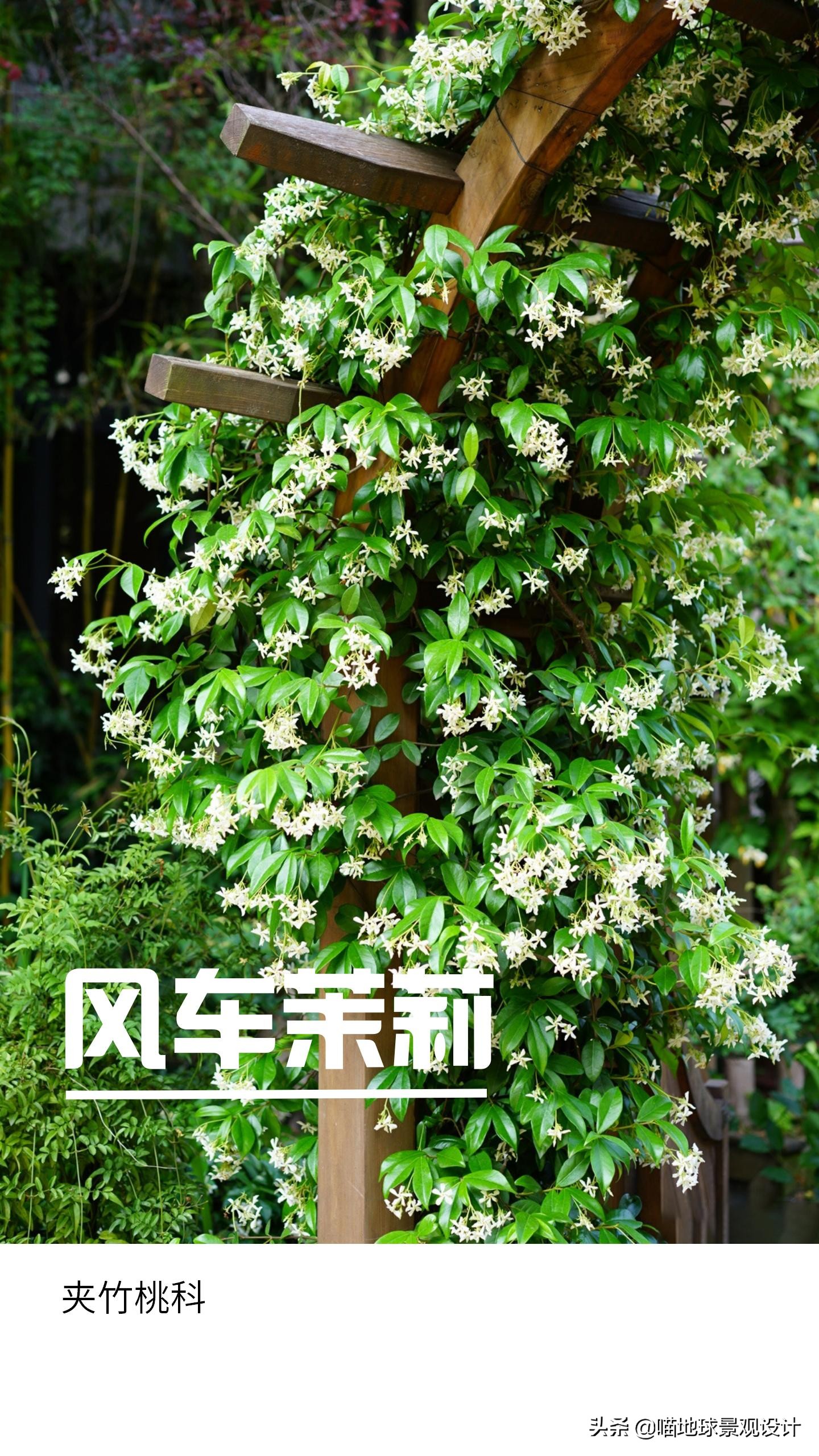 意大利常见的爬藤植物,25种爬藤植物