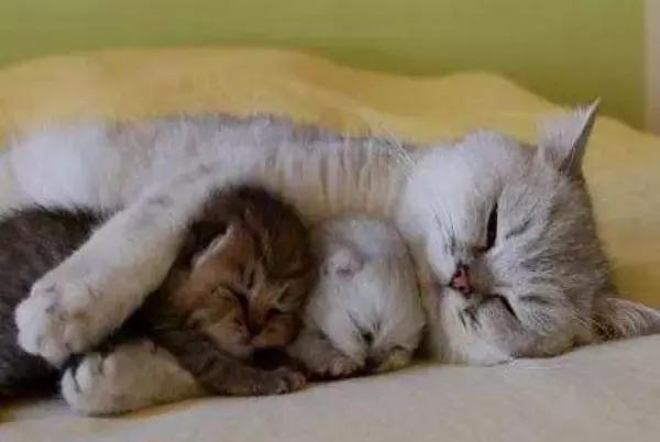 猫瘟和猫传腹哪个致死率高,病毒致死率提升