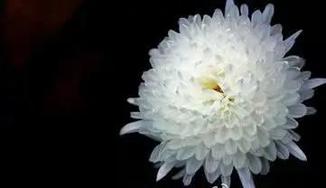 军分区副主任平调人武部政委，被免职被命运误判