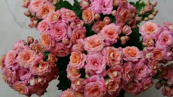 君子兰保命方法,君子兰神奇之处