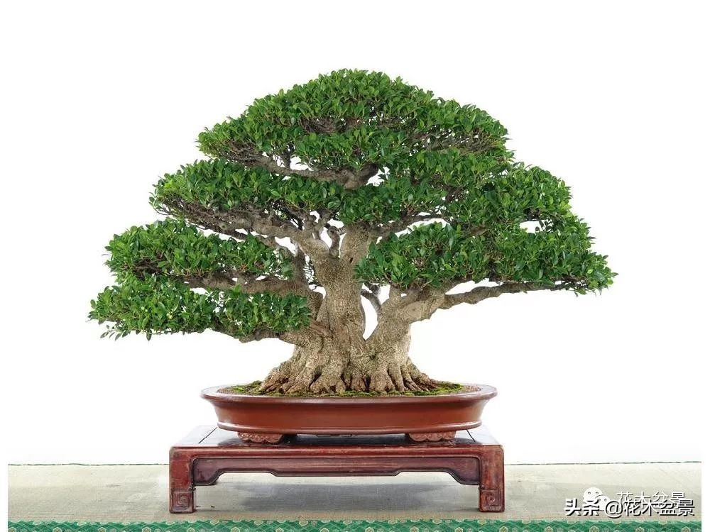 茶桌上养什么盆景植物,最好养的盆景植物推荐