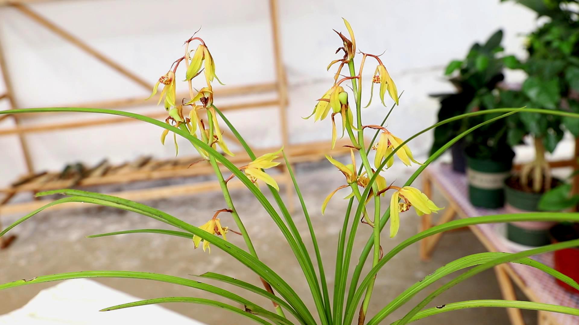 养花也要经历九九八十一难,养花的苦恼有哪些