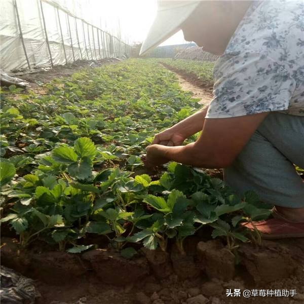 草莓育苗假植视频,草莓假植苗多少天能栽