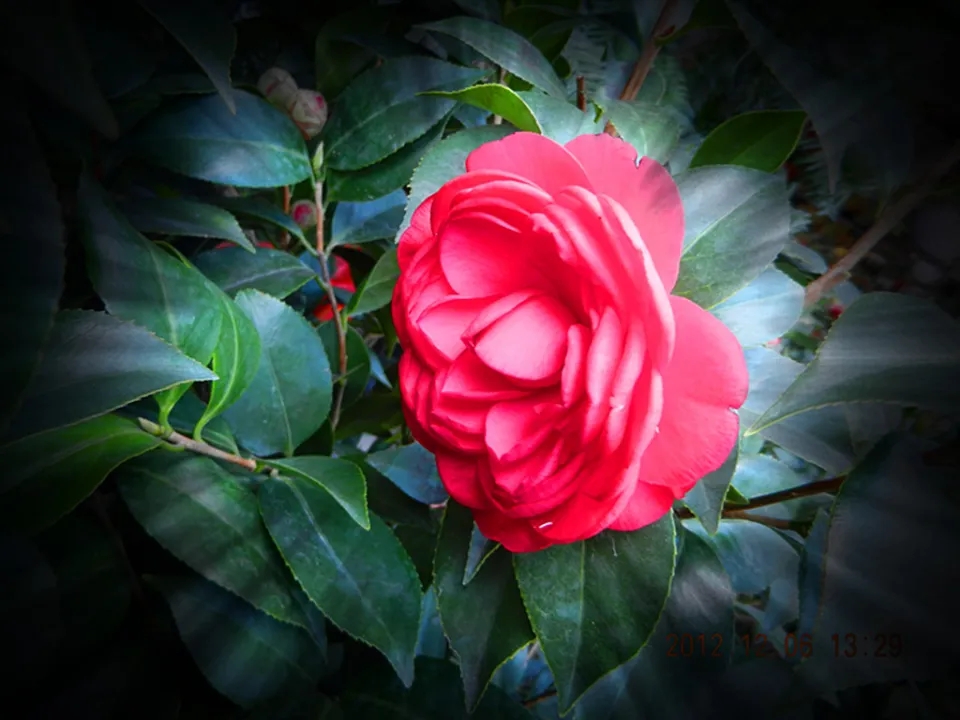 茶花种植土壤怎么配制,茶花不用原土红土栽种要注意什么