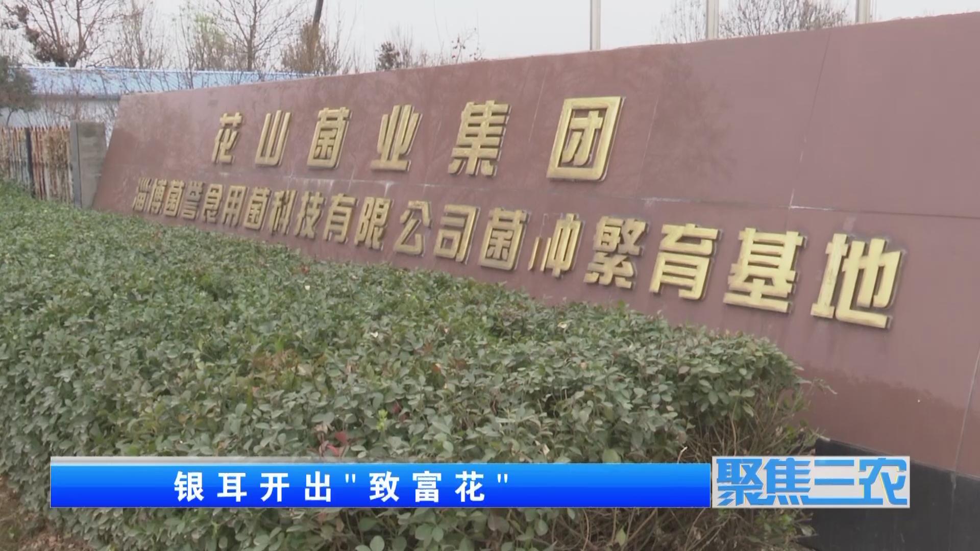 聚焦三农种植蔬菜致富,福建古田银耳栽培致富事例