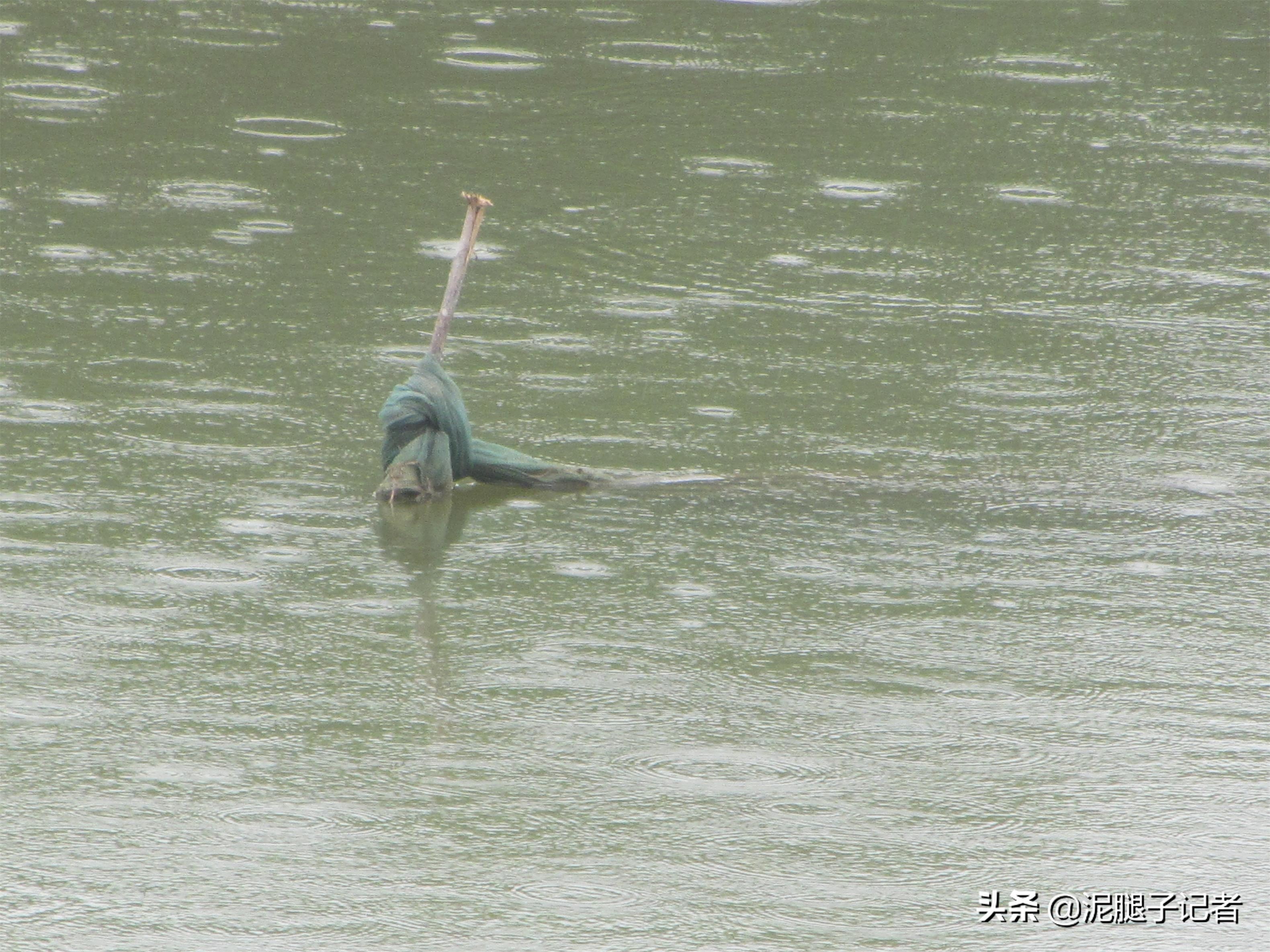 农村小伙捕鱼的真实经历,农村小伙捕鱼的神奇经历