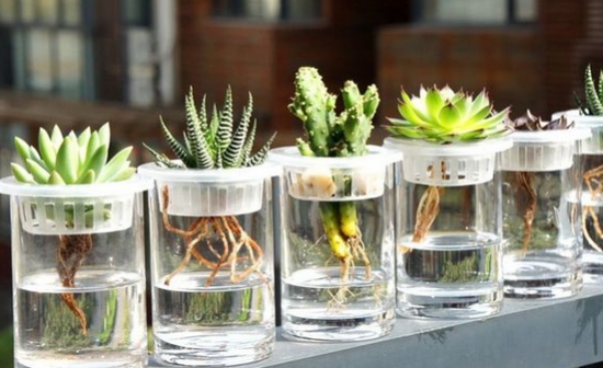 办公室摆件水培植物,办公室水培植物茉莉花