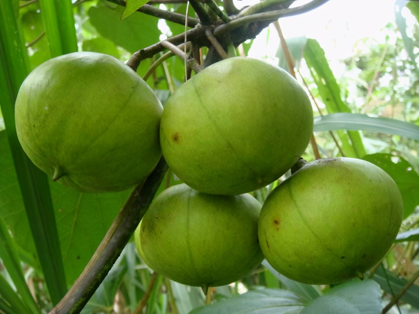 中美《桐油借款合约》，美国要求中国用22万吨桐油抵押所欠*款贷**