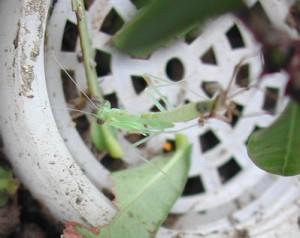 辟谣螳螂吃瘊子,螳螂为什么吃掉配偶真相是什么