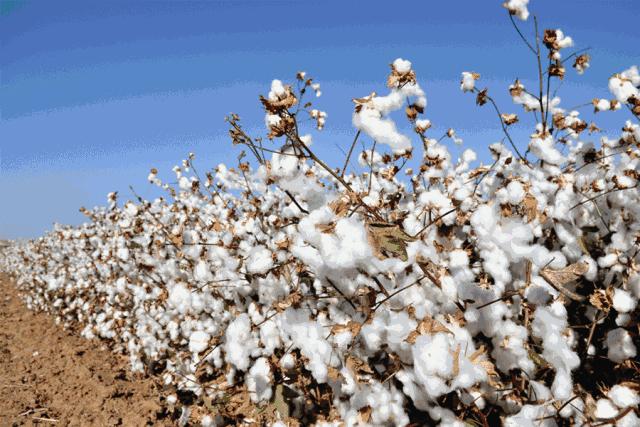 氛围感*疆新**棉四件套！浪漫丛林双重色彩，全棉磨毛很暖和