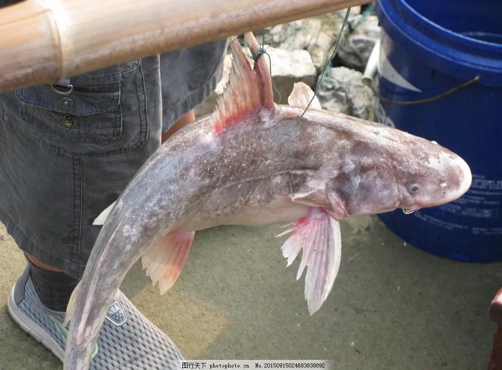 名贵的六种鱼你吃过几种,20种名贵海鱼