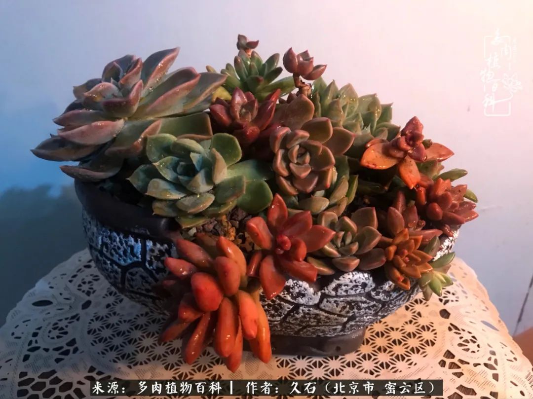 与多肉朝夕相伴的美好时光,多肉相伴人生无忧图片