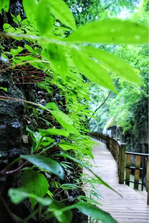 飞拉达攀岩溜索丛林溯溪地心探洞,清远飞拉达丛林探险